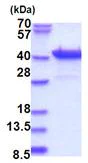 SDS-PAGE - Recombinant Human Pur B protein (His tag N-Terminus) (AB180276)