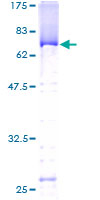 SDS-PAGE - Recombinant Human PUS1 protein (AB164258)