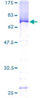SDS-PAGE - Recombinant Human PUS1 protein (GST tag N-Terminus) (AB164258)