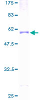 Recombinant Human PVRIG/CD112R protein