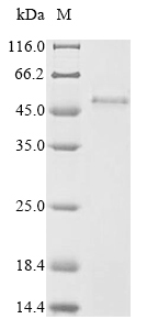 SDS-PAGE - Recombinant Human PVRIG/CD112R protein (AB289749), expandable thumbnail