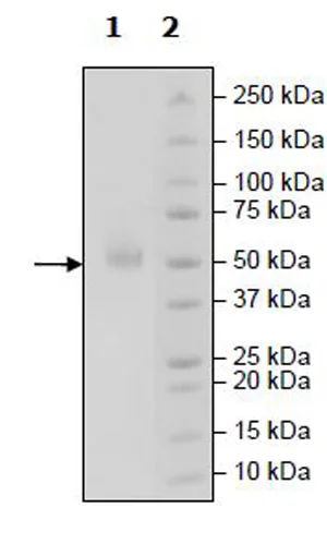 SDS-PAGE - Recombinant Human PVRIG/CD112R protein (Biotin) (Fc tag C-Terminus + Avi tag C-Terminus) (AB271403)