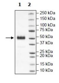SDS-PAGE - Recombinant Human PVRIG/CD112R protein (Fc tag C-Terminus + Avi tag C-Terminus) (AB271402)