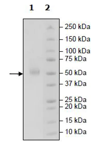 SDS-PAGE - Recombinant Human PVRIG/CD112R protein (Tagged) (Biotin) (AB271403)