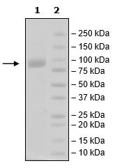 SDS-PAGE - Recombinant Human PVRL1/NECTIN1 protein (Biotin) (Fc tag C-Terminus + Avi tag C-Terminus) (AB271398)