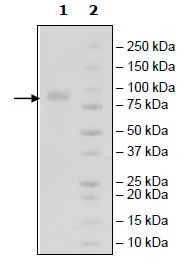 SDS-PAGE - Recombinant Human PVRL1/NECTIN1 protein (Fc tag C-Terminus + Avi tag C-Terminus) (AB271397)