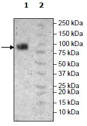 Western blot - Recombinant Human PVRL1/NECTIN1 protein (Fc tag C-Terminus + Avi tag C-Terminus) (AB271397)