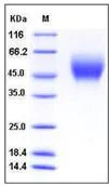 SDS-PAGE - Recombinant Human PVRL1/NECTIN1 protein (His tag) (AB276411)