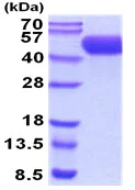 SDS-PAGE - Recombinant Human PVRL1/NECTIN1 protein (His tag C-Terminus) (AB241468)