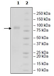 Recombinant Human PVRL1/NECTIN1 protein (Tagged)