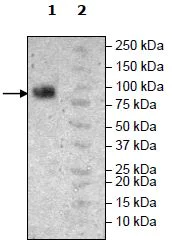 Western blot - Recombinant Human PVRL1/NECTIN1 protein (Tagged) (AB271397)