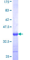 SDS-PAGE - Recombinant Human PXDN/VPO1 protein (GST tag N-Terminus) (AB159891)