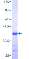 SDS-PAGE - Recombinant Human PXDN/VPO1 protein (GST tag N-Terminus) (AB159891)