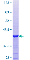 Recombinant Human PXK protein