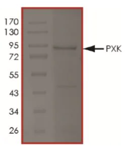 Sandwich ELISA - Recombinant Human PXK protein (Tagged) (AB268911)