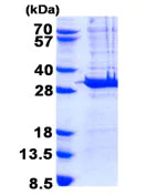 SDS-PAGE - Recombinant Human PYCRL protein (His tag N-Terminus) (AB139626)