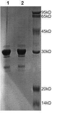 SDS-PAGE - Recombinant Human PYM protein (AB172179)