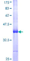 SDS-PAGE - Recombinant Human Pyrin protein (GST tag N-Terminus) (AB158876)