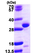 SDS-PAGE - Recombinant Human QDPR/DHPR protein (AB113148), expandable thumbnail