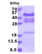 SDS-PAGE - Recombinant Human QKI protein (AB171504)