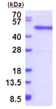 SDS-PAGE - Recombinant Human QTRTD1 protein (AB187456)