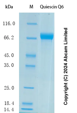 SDS-PAGE - Recombinant Human Quiescin Q6 Protein Standard (AB323040)