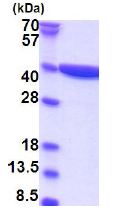 SDS-PAGE - Recombinant Human Quinone oxidoreductase protein - BSA and Azide free (AB180303), expandable thumbnail