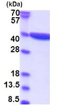 SDS-PAGE - Recombinant Human Quinone oxidoreductase protein - BSA and Azide free (His tag N-Terminus) (AB180303)