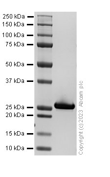 SDS-PAGE - Recombinant Human Rab-6 protein (AB309954), expandable thumbnail