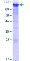 SDS-PAGE - Recombinant Human RAB11FIP1 protein (AB132417)