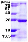 SDS-PAGE - Recombinant Human RAB13 protein (AB109958), expandable thumbnail