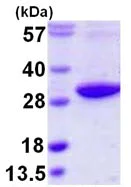 SDS-PAGE - Recombinant Human Rab3D protein (AB109943)