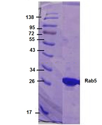 SDS-PAGE - Recombinant Human Rab5 protein (His tag) (AB245929), expandable thumbnail
