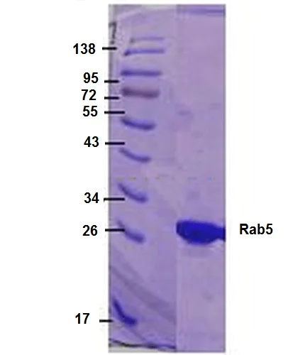 SDS-PAGE - Recombinant Human Rab5 protein (His tag) (AB245929)