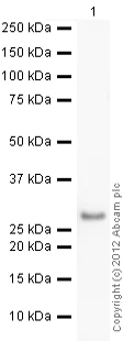 Western blot - Recombinant Human Rab5A protein (AB62956)