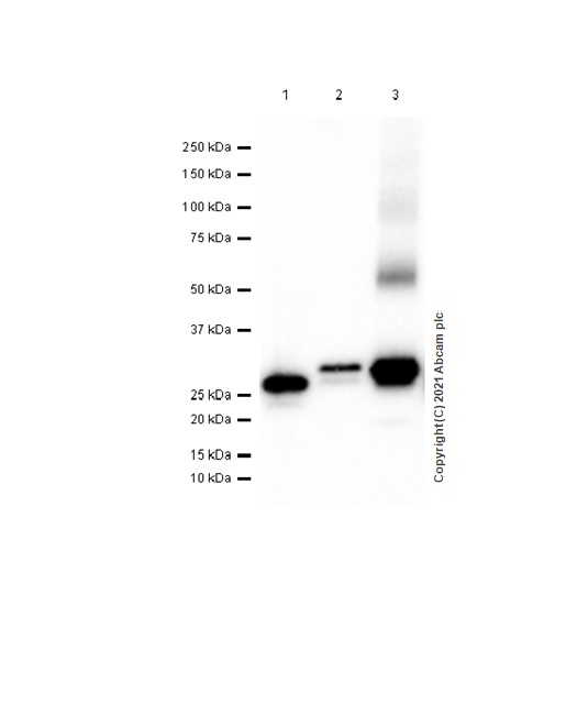 Western blot - Recombinant Human Rab5A protein (AB62956), expandable thumbnail
