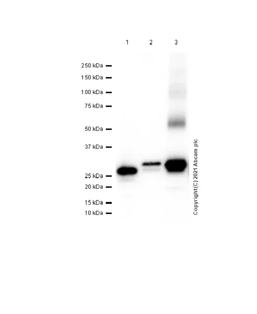 Western blot - Recombinant Human Rab5A protein (Tag Free) (AB62956)