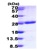 SDS-PAGE - Recombinant Human RAB6B protein (AB104035), expandable thumbnail