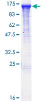 SDS-PAGE - Recombinant Human RABGAP1 protein (GST tag N-Terminus) (AB161730)