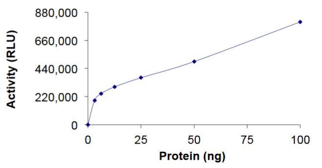 Functional Studies - Recombinant human Rac1 protein (Active) (AB268912), expandable thumbnail