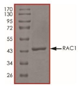 SDS-PAGE - Recombinant human Rac1 protein (Active) (AB268912), expandable thumbnail