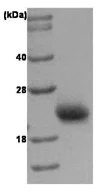 SDS-PAGE - Recombinant Human Rac1 protein (Tag Free) (AB51014)