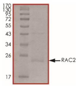 SDS-PAGE - Recombinant human RAC2 protein (Active) (AB268913), expandable thumbnail
