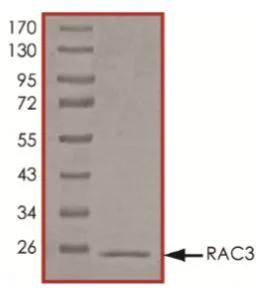 SDS-PAGE - Recombinant human RAC3 protein (Active) (AB268914)