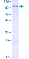 SDS-PAGE - Recombinant Human RAD18 protein (GST tag N-Terminus) (AB112417)