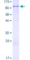 SDS-PAGE - Recombinant Human RAD18 protein (GST tag N-Terminus) (AB112417)