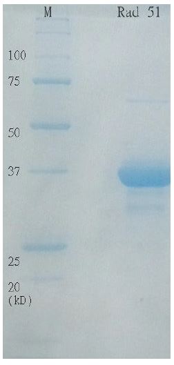SDS-PAGE - Recombinant human Rad51 protein (Active) (AB63808)