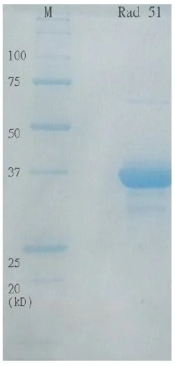 SDS-PAGE - Recombinant human Rad51 protein (Active) (AB63808)