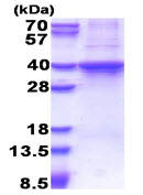 SDS-PAGE - Recombinant Human Rad51D protein (AB177590), expandable thumbnail