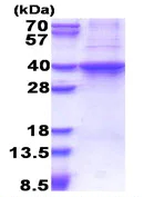 SDS-PAGE - Recombinant Human Rad51D protein (His tag N-Terminus) (AB177590)